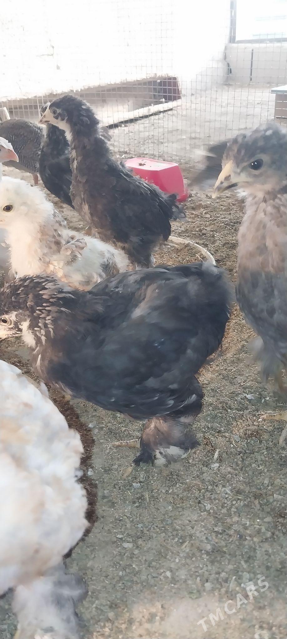 sisarka - Гёкдепе - img 3