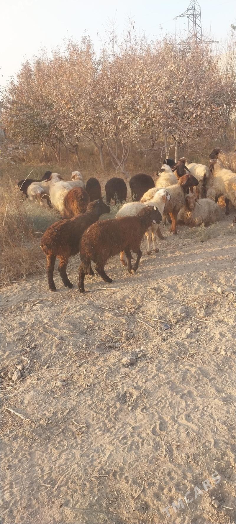 tokly - Бахарден - img 2