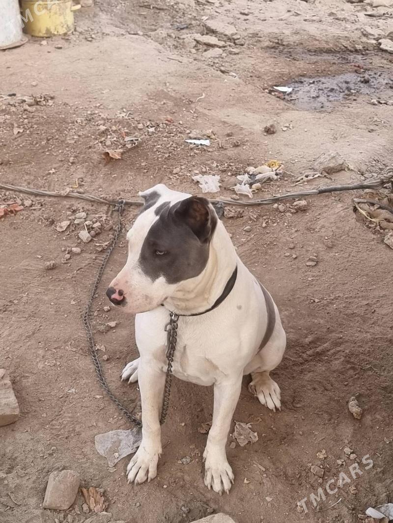 PITBUL - Туркменабат - img 3