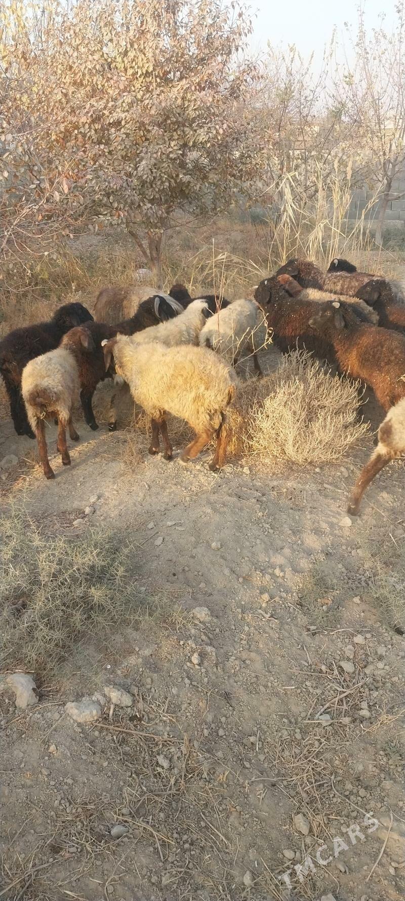 tokly - Бахарден - img 3