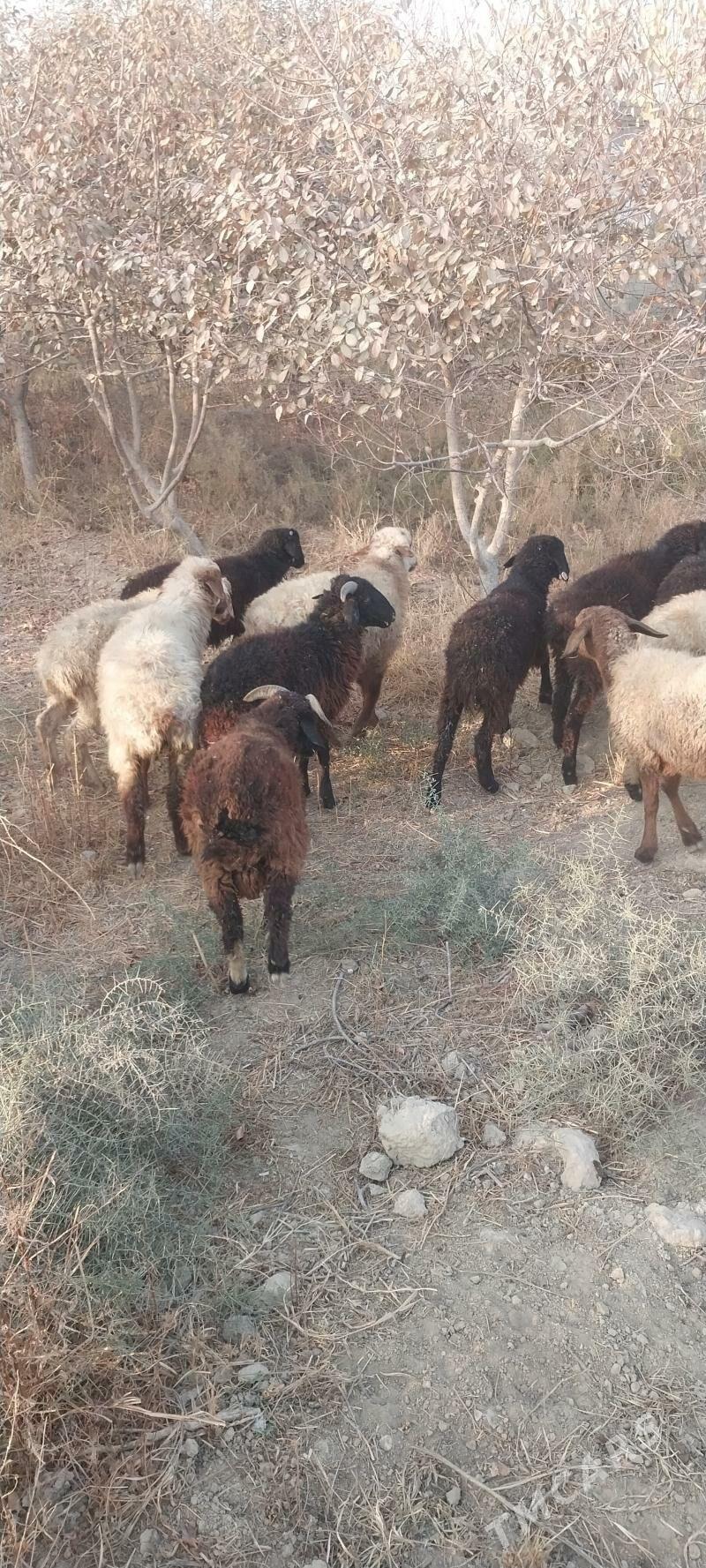 tokly - Бахарден - img 4