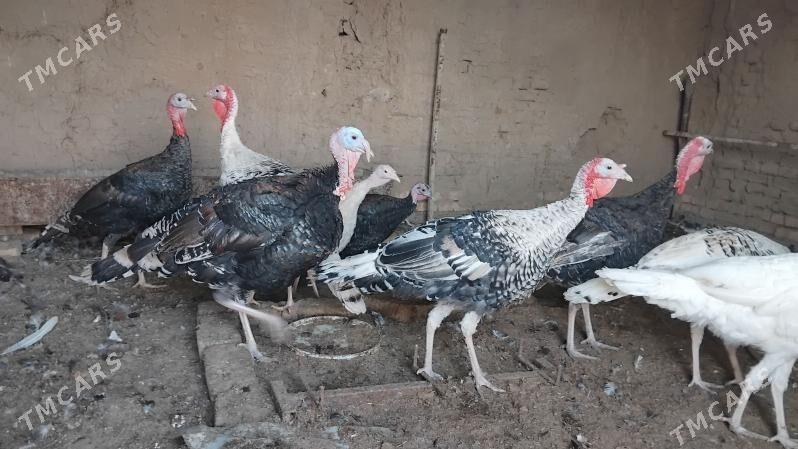 Erkek induk - Мургап - img 4