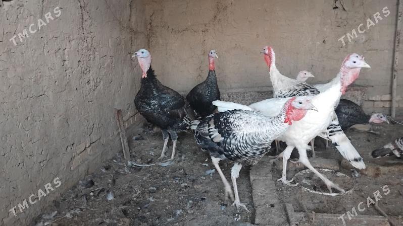 Erkek induk - Мургап - img 2