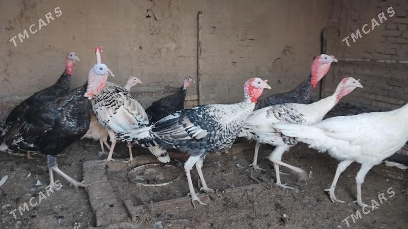 Erkek induk - Мургап - img 3