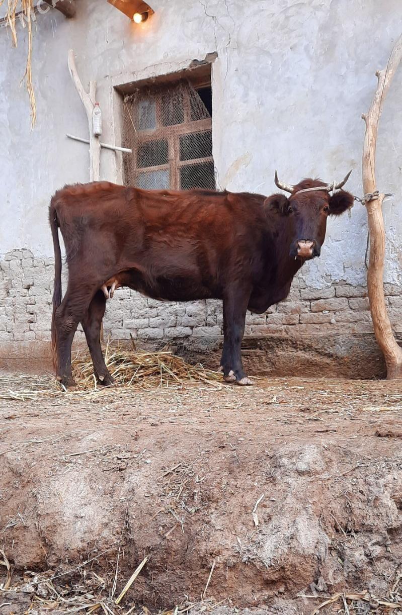 SAGYLÝAN ULY GIGAND SYGYR - Köneürgenç - img 5