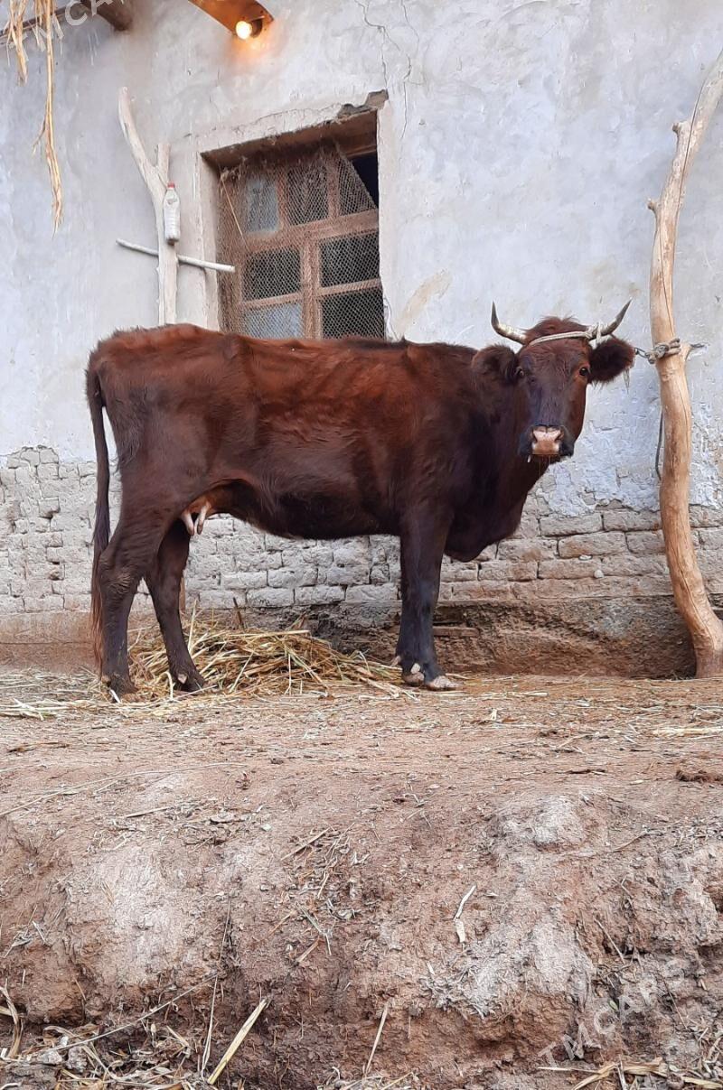 SAGYLÝAN ULY GIGAND SYGYR - Köneürgenç - img 4