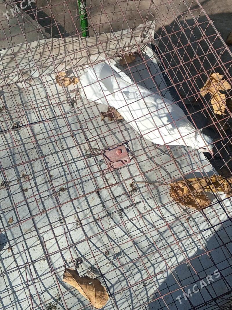 kepderi - Aşgabat - img 2