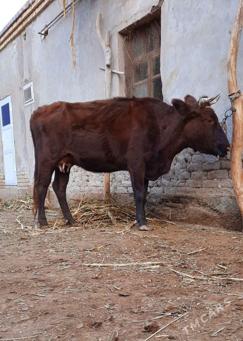 SAGYLÝAN ULY GIGAND SYGYR - Köneürgenç - img 6