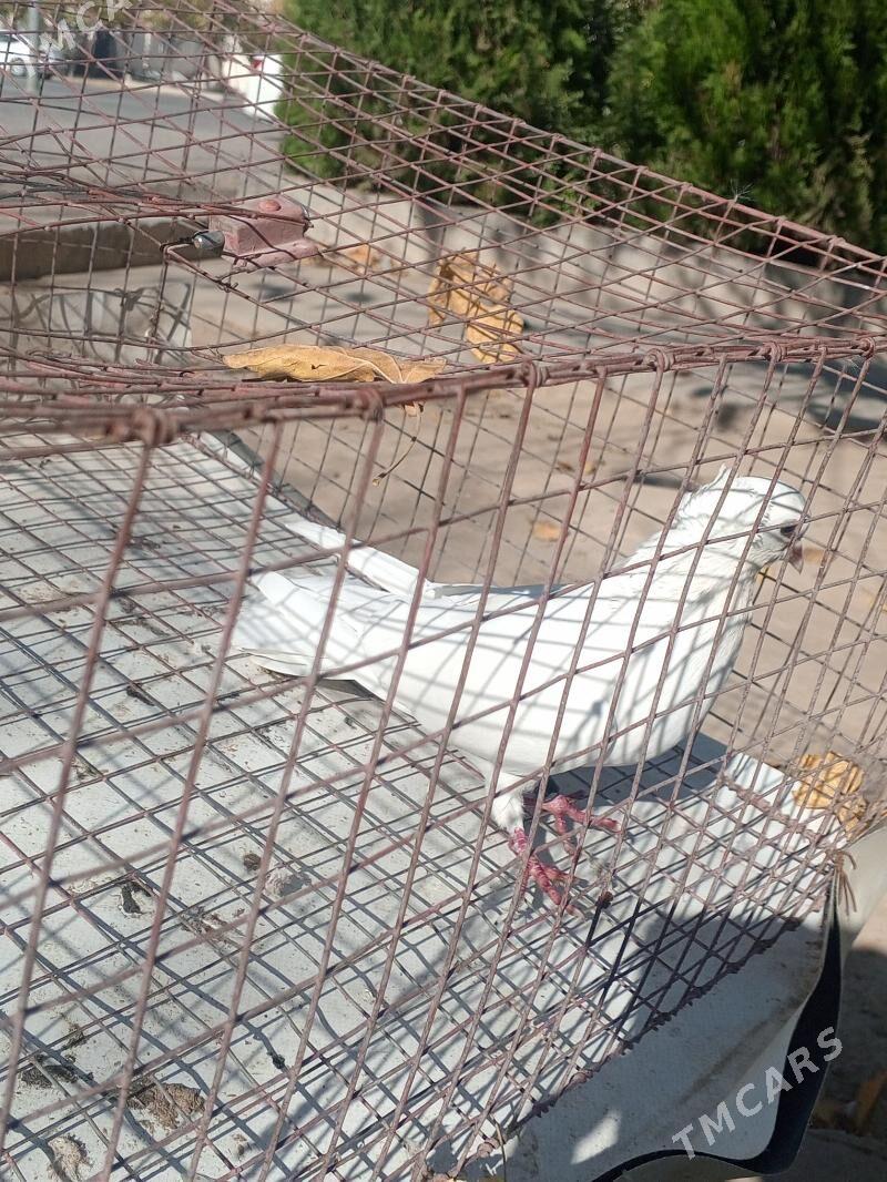 kepderi - Aşgabat - img 4