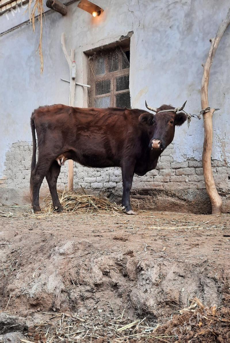 SAGYLÝAN ULY GIGAND SYGYR - Köneürgenç - img 2