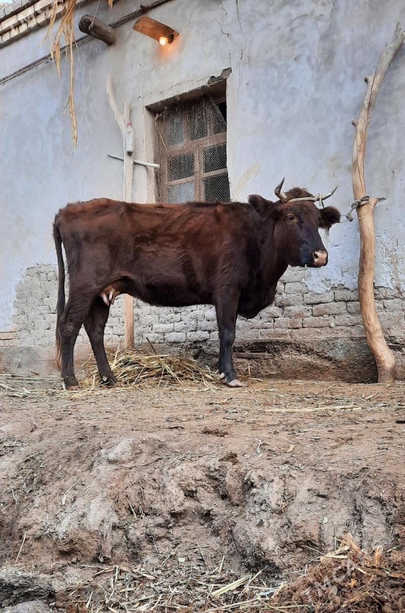 SAGYLÝAN ULY GIGAND SYGYR - Köneürgenç - img 1