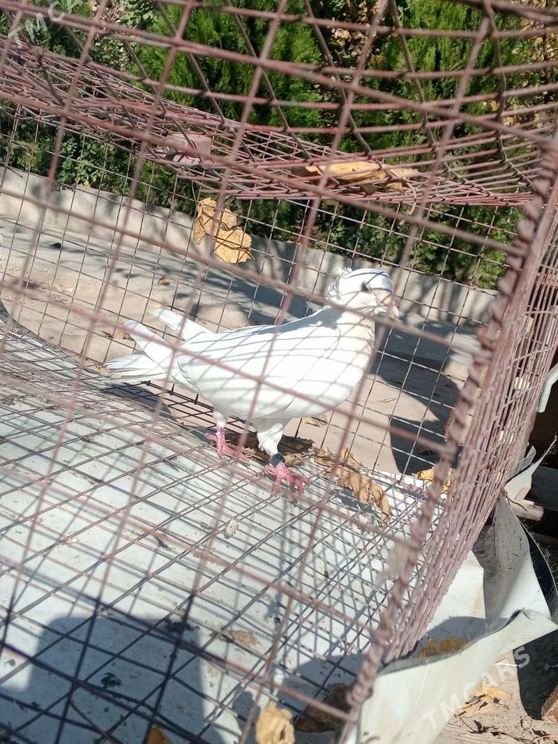 kepderi - Aşgabat - img 3