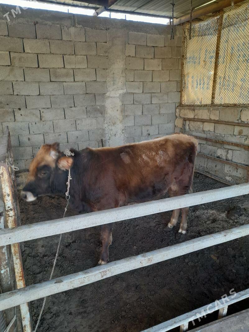 ökuz - Änew - img 3