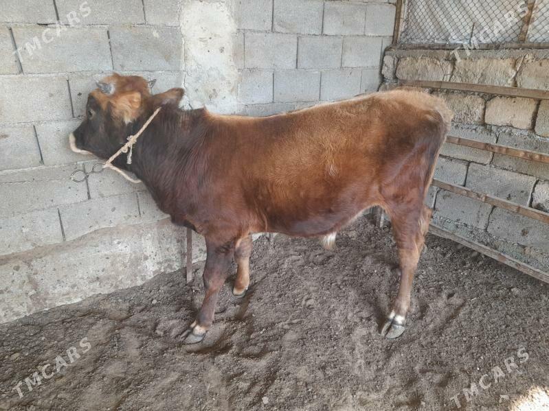 ökuz - Änew - img 7