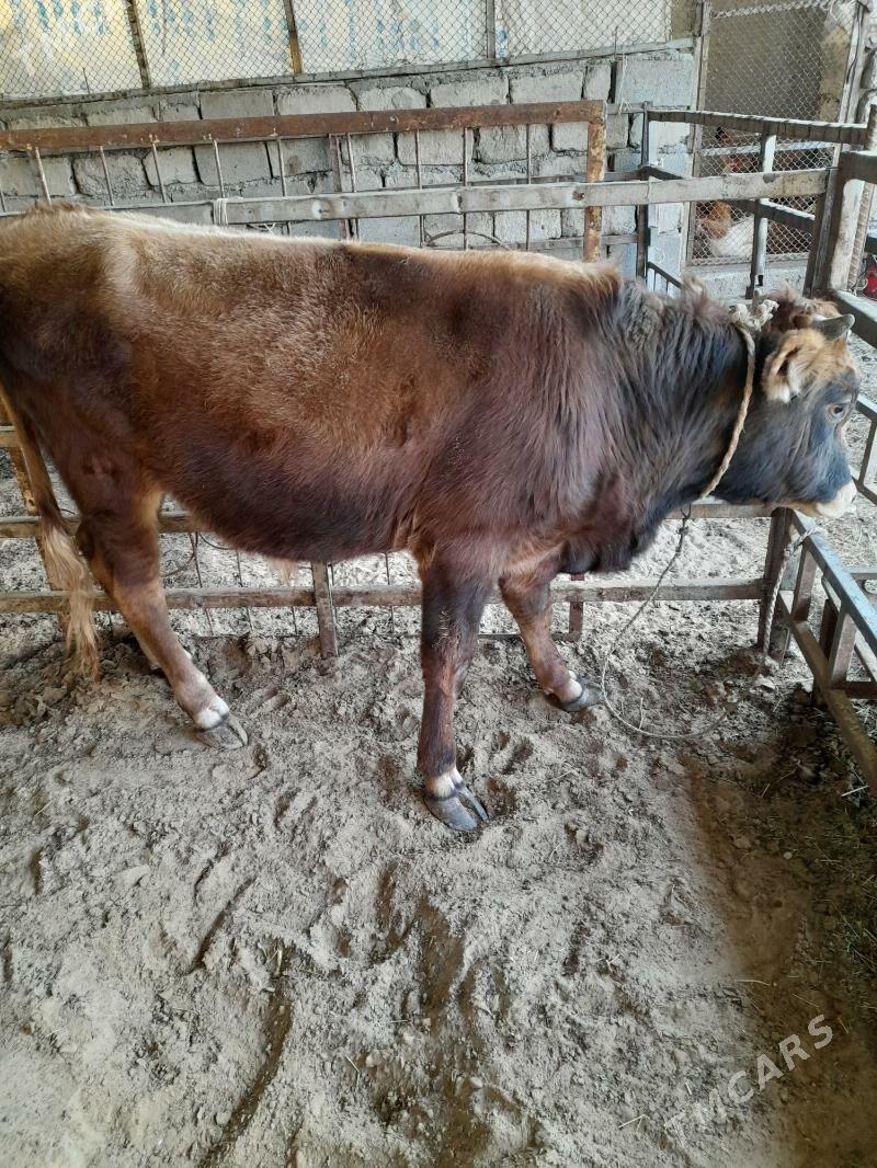 ökuz - Änew - img 8