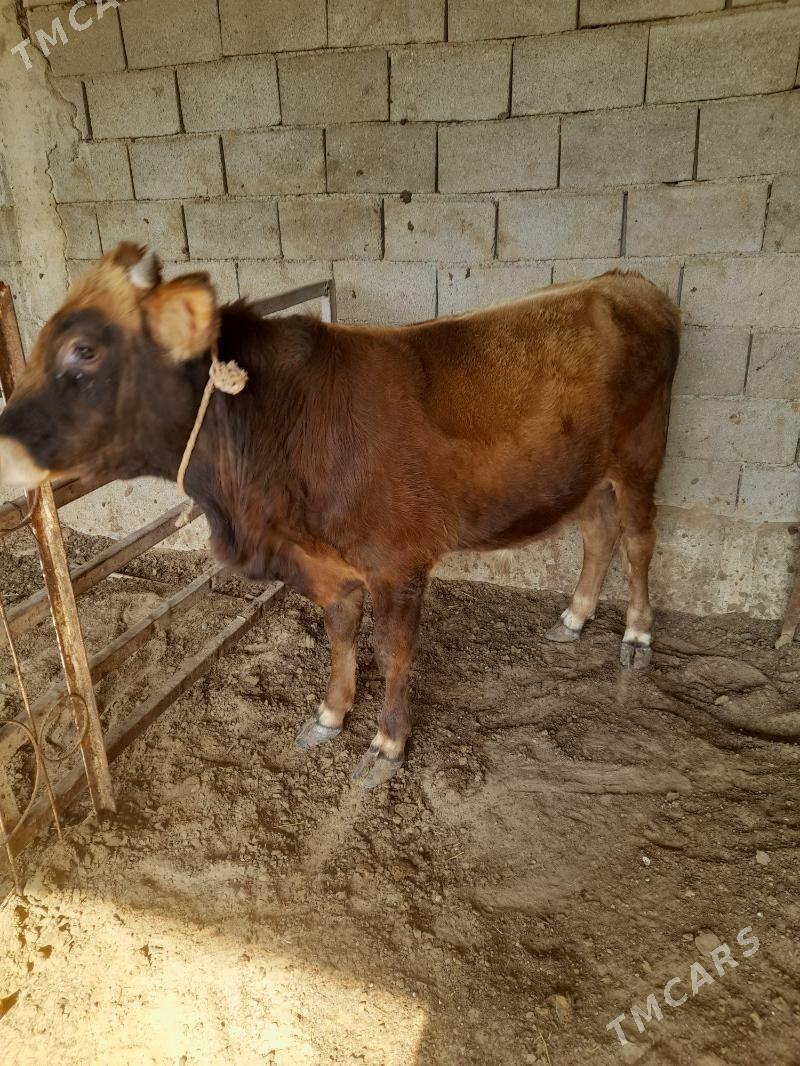 ökuz - Änew - img 6