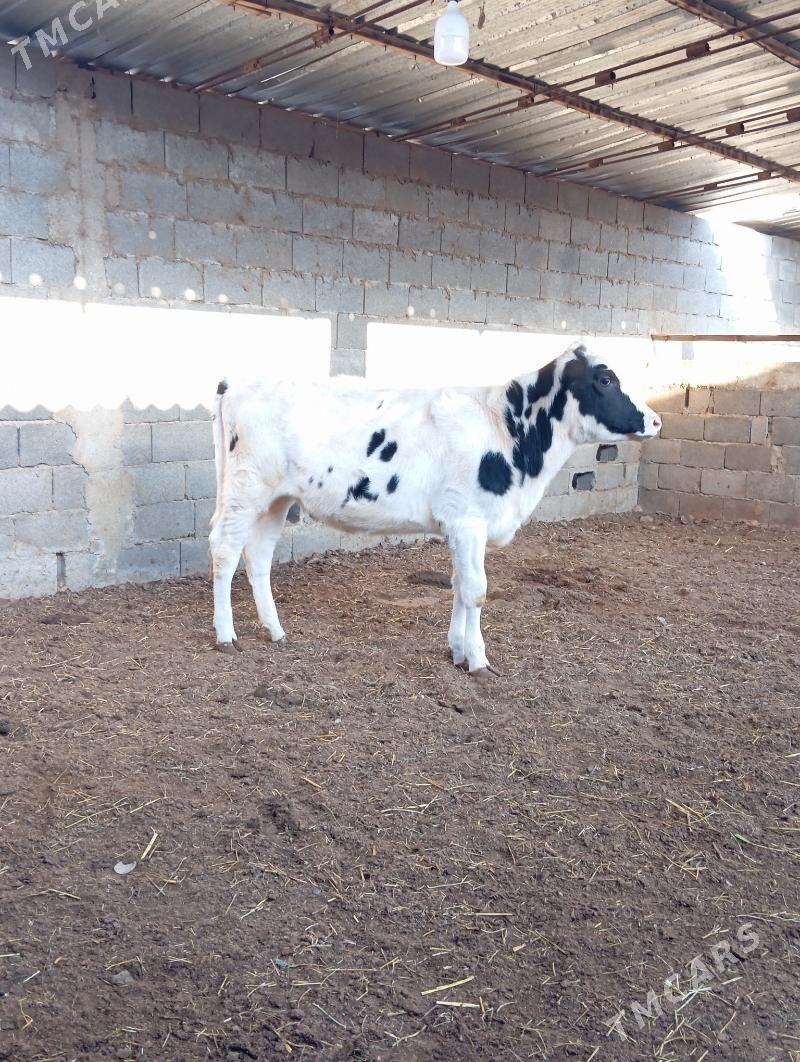 Galişdeýin Tuwe - Aşgabat - img 2