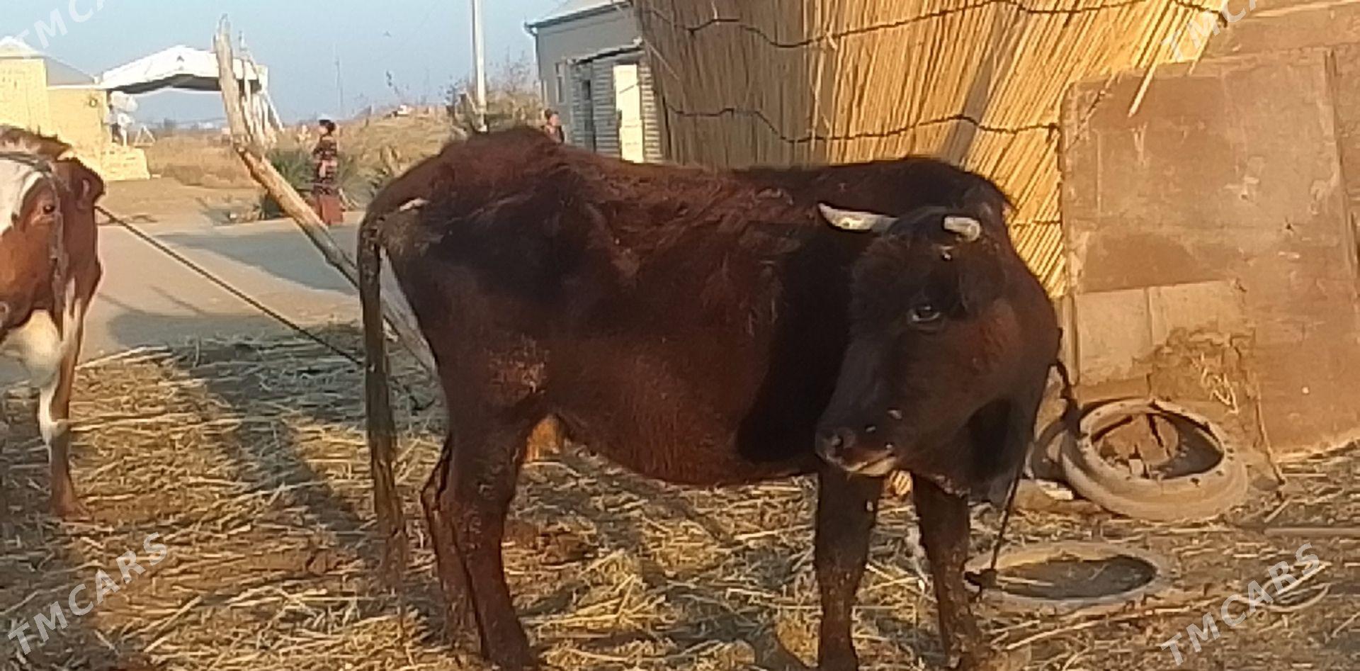 sygyr - Mary - img 1