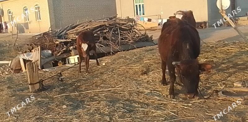 sygyr - Mary - img 2