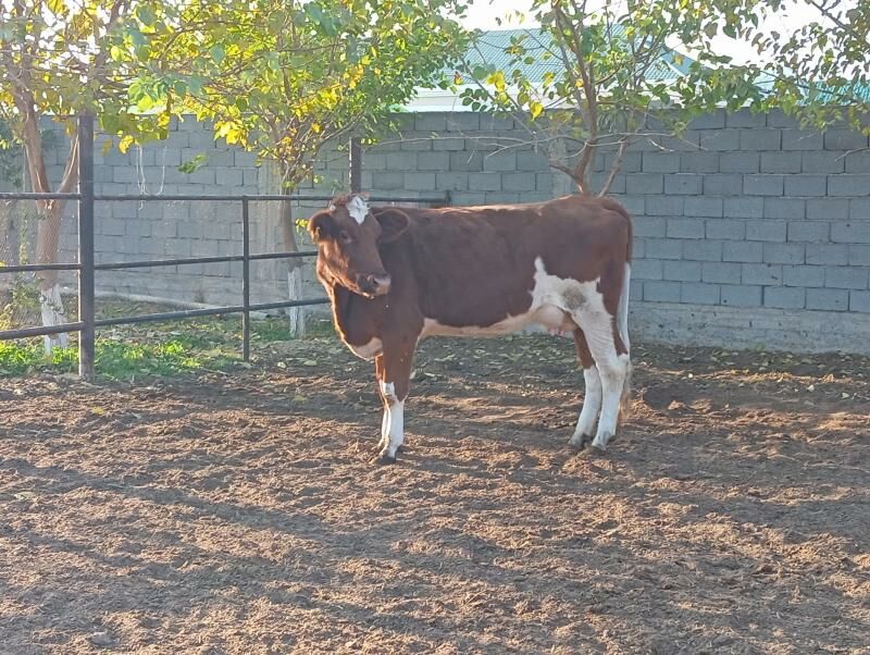 Sagylýan Sygyr - Aşgabat - img 2