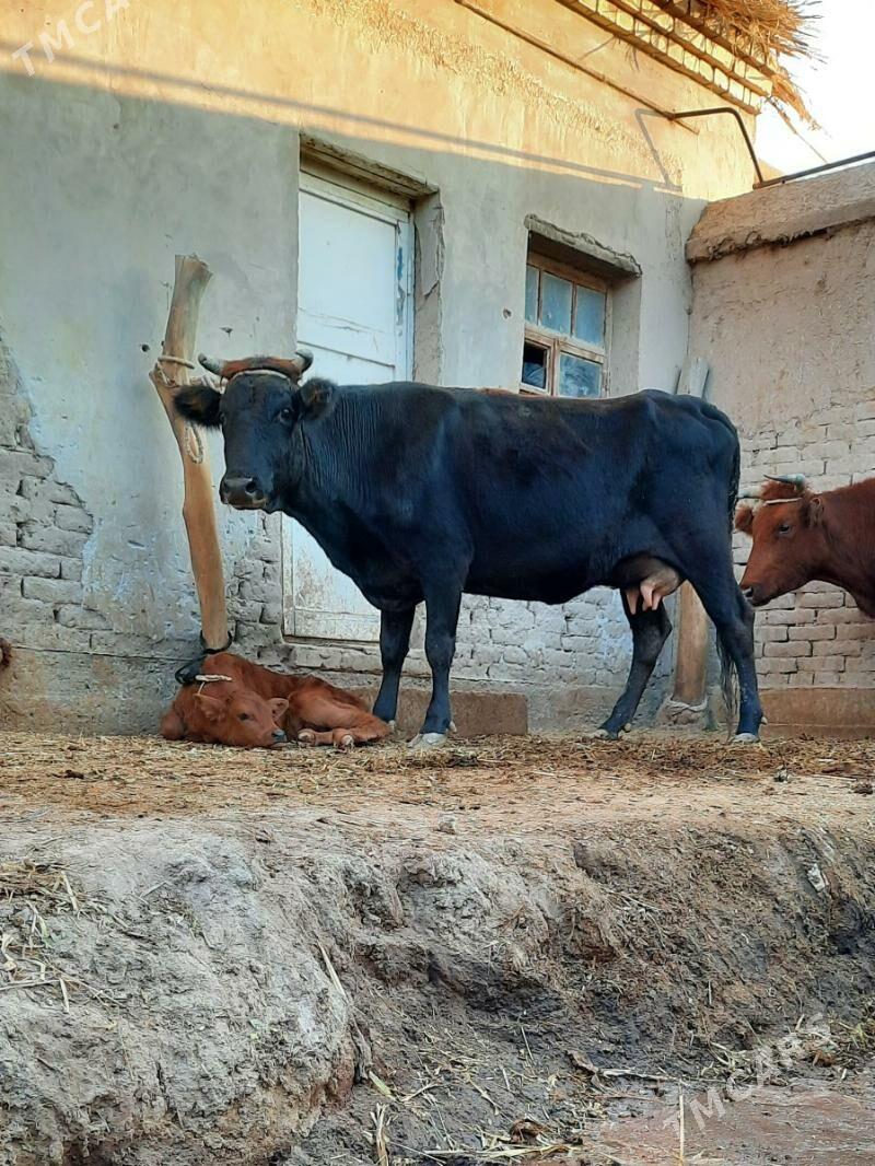 13.14.LITR GÖLELI SYGYR YASMAL - Köneürgenç - img 1