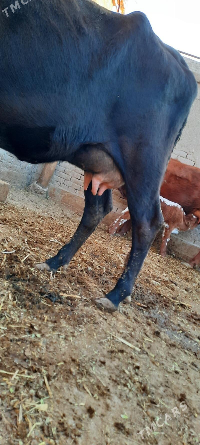 13.14.LITR GÖLELI SYGYR YASMAL - Köneürgenç - img 4