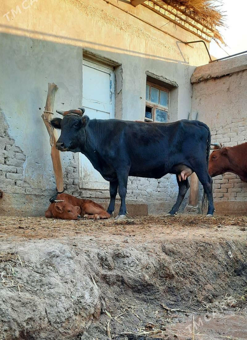 13.14.LITR GÖLELI SYGYR YASMAL - Köneürgenç - img 5