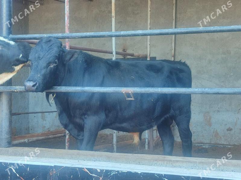 3 Окуз - Türkmenabat - img 3