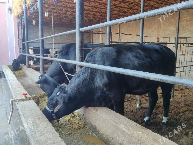 3 Окуз - Türkmenabat - img 5