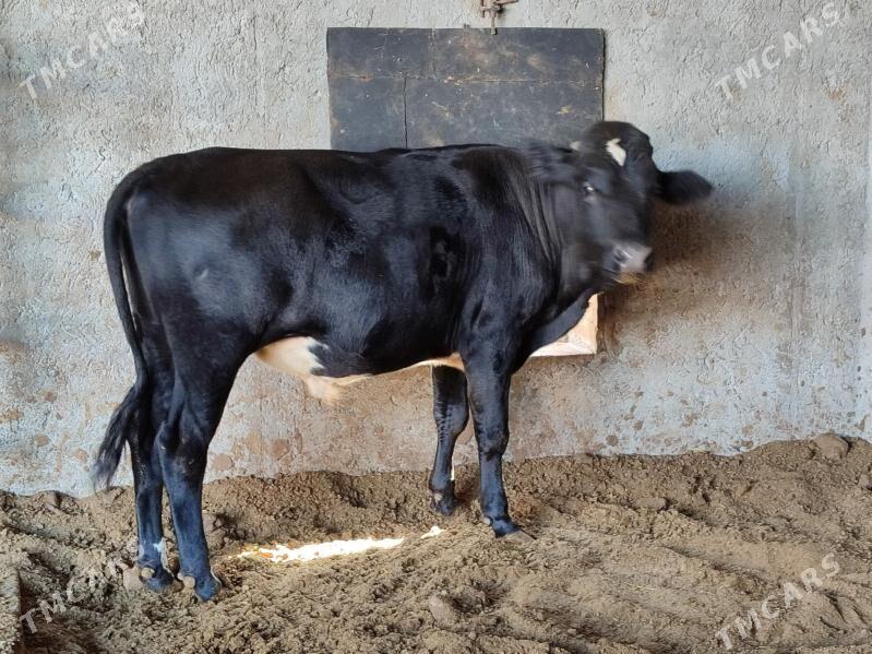 3 Окуз - Türkmenabat - img 9