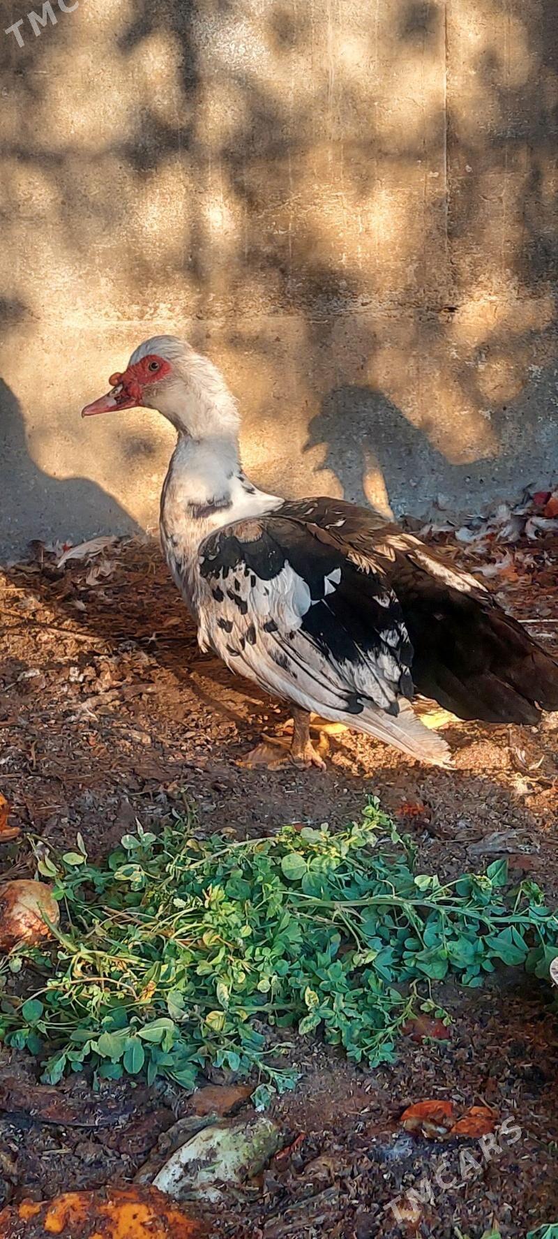 ordek indautga - Багир - img 2