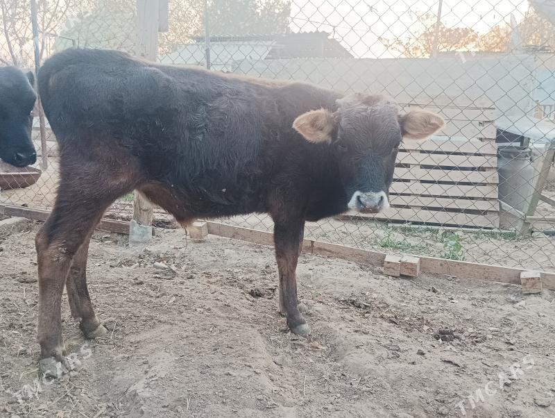 okuzçe - Бузмеин - img 2