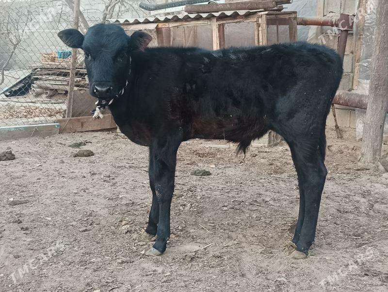 okuzçe - Бузмеин - img 6