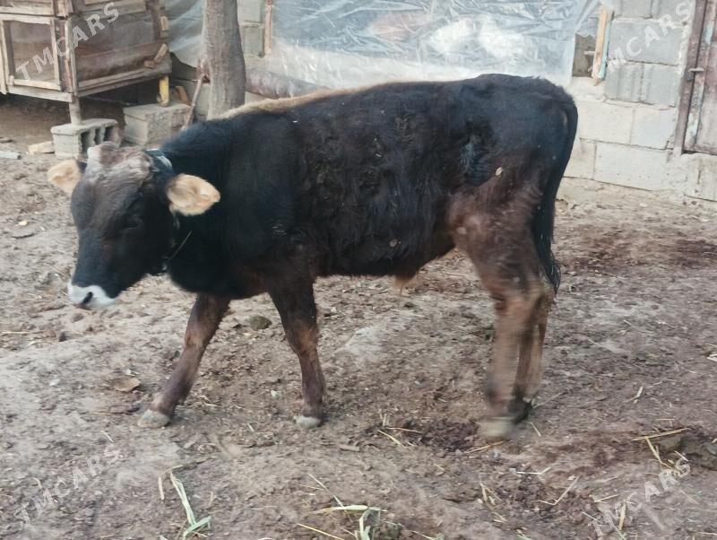 okuzçe - Бузмеин - img 4