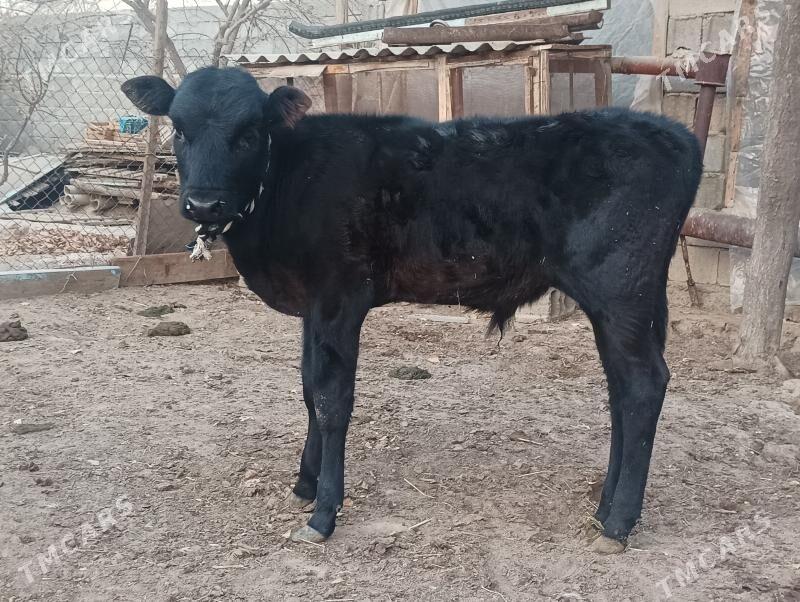 okuzçe - Бузмеин - img 5