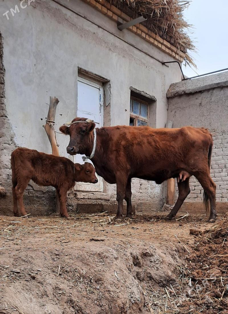 ÝAŞAJYK SUYIDLIJE GOLELI SYGYR - Köneürgenç - img 1
