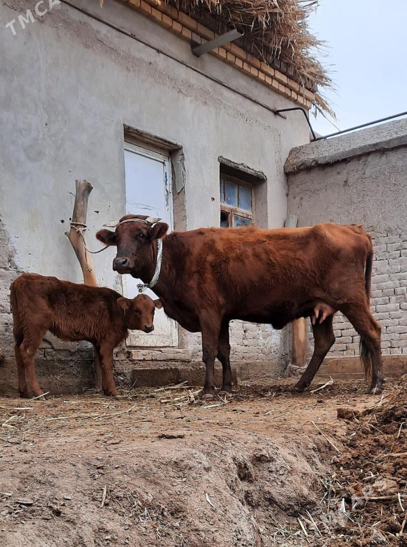 ÝAŞAJYK SUYIDLIJE GOLELI SYGYR - Köneürgenç - img 4