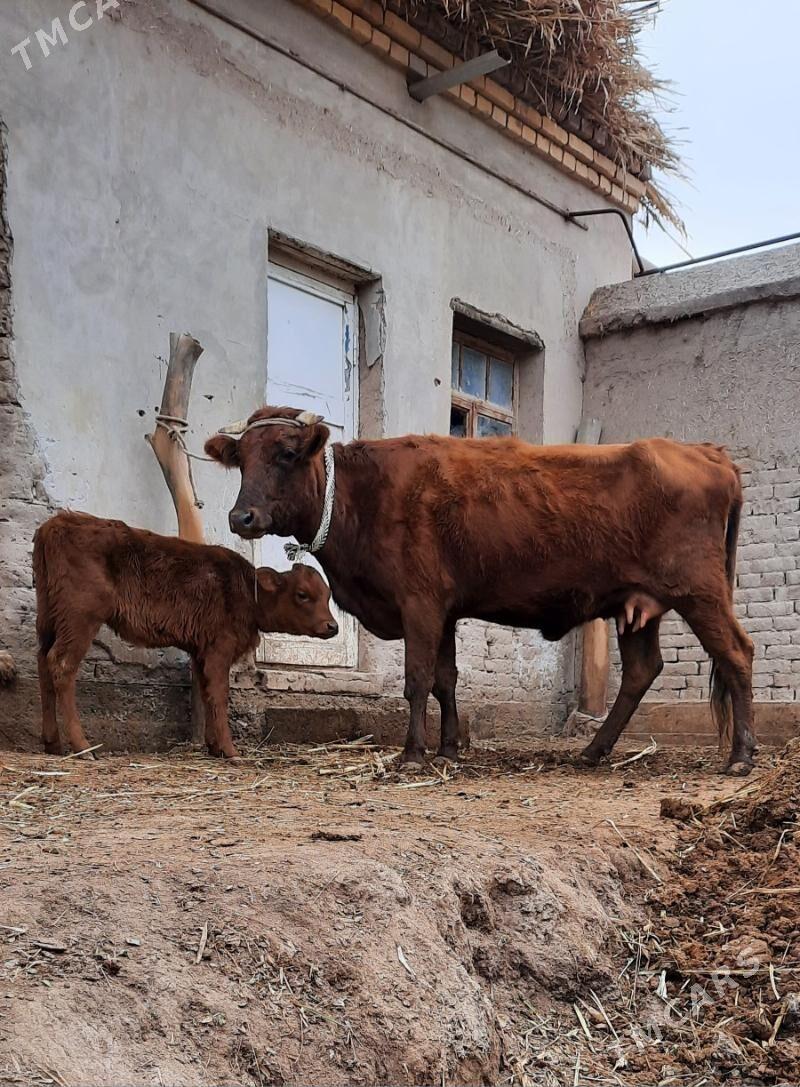 ÝAŞAJYK SUYIDLIJE GOLELI SYGYR - Köneürgenç - img 7