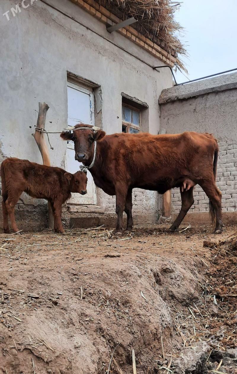 ÝAŞAJYK SUYIDLIJE GOLELI SYGYR - Köneürgenç - img 5