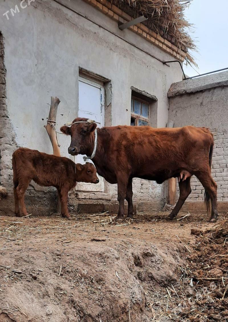 ÝAŞAJYK SUYIDLIJE GOLELI SYGYR - Köneürgenç - img 2