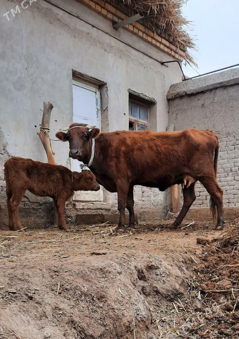 ÝAŞAJYK SUYIDLIJE GOLELI SYGYR - Köneürgenç - img 3