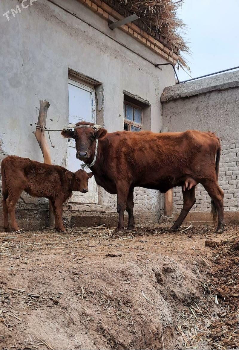 ÝAŞAJYK SUYIDLIJE GOLELI SYGYR - Köneürgenç - img 6