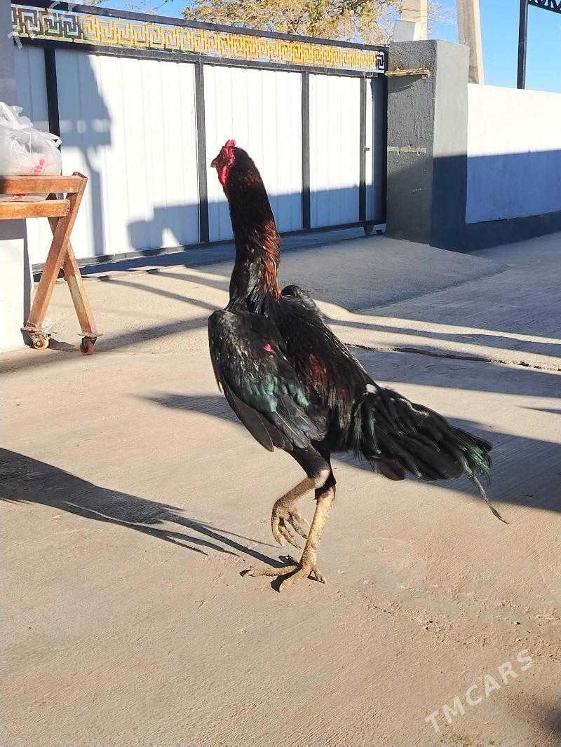 Taşkent horaz - Ашхабад - img 2