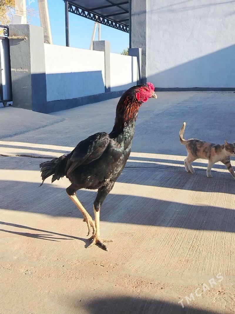 Taşkent horaz - Ашхабад - img 4