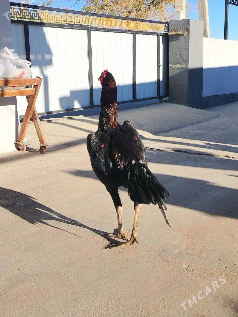 Taşkent horaz - Ашхабад - img 3