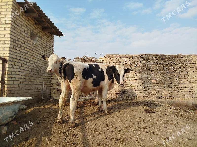 Симментал окуз - Дянев - img 8