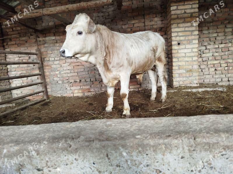 Симментал окуз - Дянев - img 6