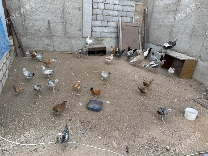 induk,horaz,tovuk - Балканабат - img 2