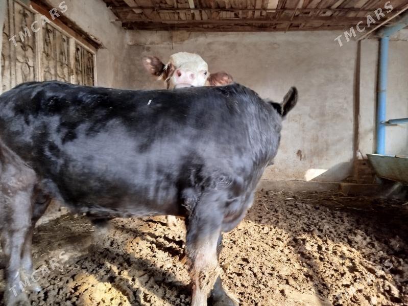 Симментал окуз - Дянев - img 4