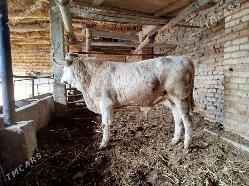 Симментал окуз - Дянев - img 5